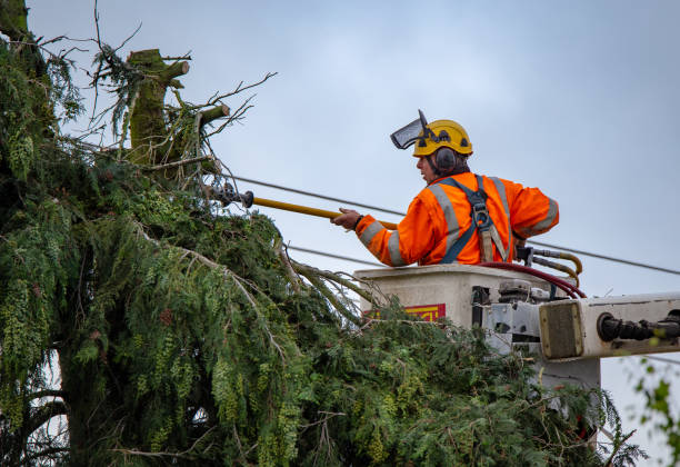 How Our Tree Care Process Works  in  Magnolia, MS