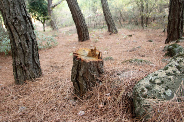 Best Hazardous Tree Removal  in Magnolia, MS